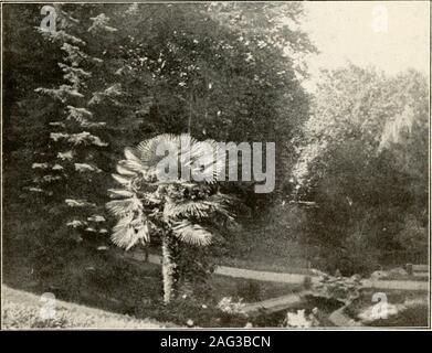 . Viaggi nei Pirenei : compresa Andorra e la costa da Barcellona a Carcassonne. La Cascade des Anglais, VERNET {pagina 6i). PALM E PINO IN VERNET PARK {pagina 6l) a faccia pagina 60 Foto Stock