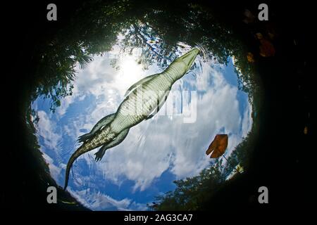 Bellissimo scatto di un coccodrillo sulla superficie dell'acqua sotto il cielo nuvoloso Foto Stock