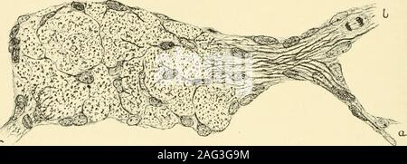 . Il giornale americano di anatomia. 3. Elementi isolati dal ven-f o lle tronco di un nervo spinale di un maiale-embrione11 mm. a lungo. 720 diam. 234 Crescita e Ilistoii-eiiesis oi nervi ture per il principale ramo ventrale di un embrione di 10 mm. Circa theperiphery delle cellule nervose può essere visto che danno luogo da laterale flattenedanastomosing ])rocesses ad una membrana inclosing. All'interno di thebody del nervo molte cellule può essere visto dando luogo a processi whichanastomose gli uni con gli altri e con i processi derivanti dal mar-ginal cellule. Sulla colorazione in hfematoxylin e poi in Van Giesonmixture pro Foto Stock