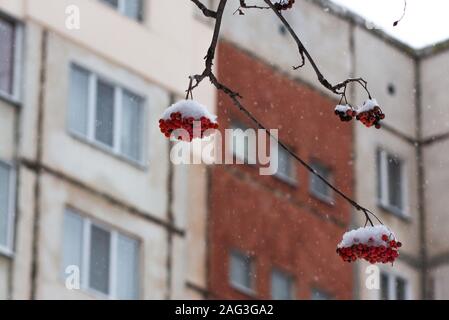 Closeup selettivo colpo di winterberry rosso coperto di neve con un edificio in uno sfondo sfocato Foto Stock
