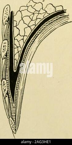 . Manuale di intervento chirurgico. Fig. 425.-diagramma che mostra la ritenzione di fluido quando l'apertura è realizzata in axillaryline posteriore o in linea dello Scapolare. Nessun trattenimento quando l'apertura è al fondo della vertebro-costalgutter. {Chevrier, La Pr. Med., Gen 9, 1919.) dorsi e talvolta il serratus posticus inferiore, al di sopra della nervatura. Esporre theexternal fibre del ilio-muscolo costale all'estremità mediano della ferita, e r ? -^^ y. Foto Stock