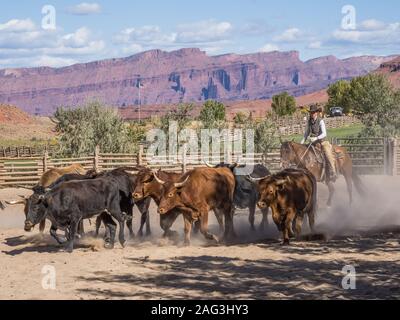 Un cowgirl mandrie longhorn manzi sul Red cliffs ranch vicino a Moab, Utah. Le scogliere di arenaria del Colorado River Valley sono in background. Foto Stock