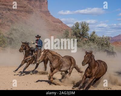 Un cowboy o wrangler aziona un allevamento di cavalli da sella sulla Red cliffs ranch vicino a Moab, Utah. Sullo sfondo sono le scogliere di arenaria del canyon Foto Stock