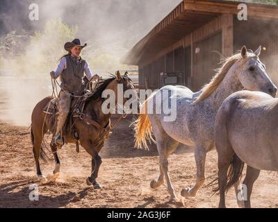 Un cowgirl o wrangler aziona una mandria di cavalli al di fuori del recinto per bestiame al Red cliffs ranch vicino a Moab, Utah. Foto Stock