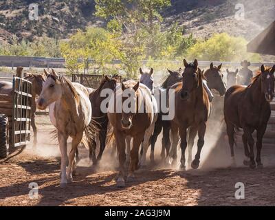 Un cowboy o wrangler aziona una mandria di cavalli al di fuori del recinto per bestiame al Red cliffs ranch vicino a Moab, Utah. Foto Stock