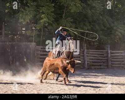 Un cowboy americano roping un longhorn steer con un lazo o lasso su un ranch vicino a Moab, Utah. Foto Stock