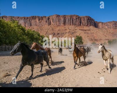 Un cowgirl o wrangler aziona un allevamento di cavalli da sella sulla Red cliffs ranch vicino a Moab, Utah. Sullo sfondo sono il rosso scogliere di arenaria del c Foto Stock