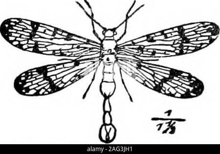 . [Conferenze scientifiche]. ly su zanzare e la larva di altrettanto nocivi in-sette. Durante i suoi quattro settimane sopra le acque che egli è un continuedgood all uomo, mai di fare del male. Ma a guardare la sua enorme testa con le sue sopracciglia sporgenti, retreatingface e pesanti sotto le ganasce; tutti gli occhi e denti, e un tale sospetto-back, gambe lunghe che guardano come se shrunken dalla malattia, molto fiendof aria e ancora il nostro amico. Cerchiamo di non giudicare mai dalle apparenze. Questo Dragon Fly depone le uova su giunchi o erbacce alla superficie dell'acqua, dove si sono schiuse dal calore del sole.La larva è molto attivo e un grande Foto Stock