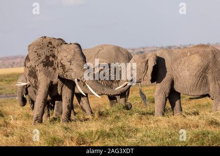 Elefante africano (Loxodonta africana) utilizzando il suo tronco per salutare un altro elefante sulla savana nel Parco Nazionale della Sierra Nevada, Spagna Foto Stock