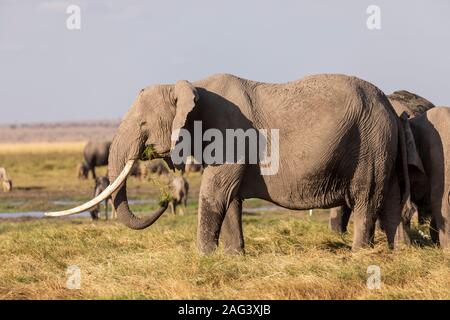 Elefante africano (Loxodonta africana) allevamento alimentazione sulla savana nel Parco Nazionale della Sierra Nevada, Spagna Foto Stock
