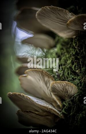 Bel colpo verticale di primo piano di strati di funghi di Oyster cresciuti su un albero con sfondo sfocato Foto Stock