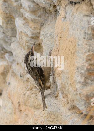 Treecreeper a coda di bar (Certhia himalayana) Foto Stock