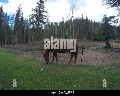 Cavallo nella foresta del Montana Foto Stock