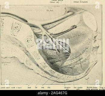 . La diagnosi e il trattamento delle malattie delle donne. regione dell'uretere destro, (.shton - trilIn una mano 69 il valore di strumenti diagnostici (specula, suoni, curets, ecc.),spesso utile e in alcuni casi indispensabile per una diagnosi positiva,l'uso non dovrebbe essere neg-seleziona distribuzione. Ma voglio em-phasize il fatto che ingynecological examina-zioni generalmente stru-zioni sono di seconda-ary importanza supplementare andonly finoal addestrato mano. Prendere ogni opportun-ità di educare la fingersto apprezzare come precisi-ly come possibile la variousconditions trovati in thepelvis. Quando examininga adatta caso, Foto Stock