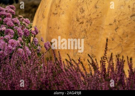 Bellissimo scatto di una zucca gialla in un campo di Lavanda inglese e crisantimi viola Foto Stock