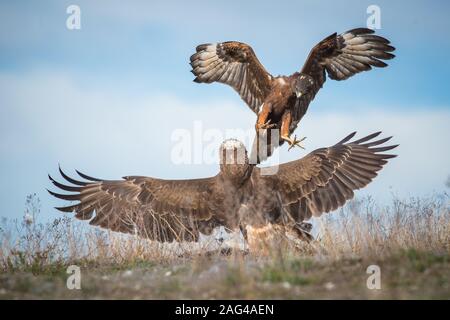 Scatto mozzafiato di due falchi selvatici neozelandesi che combattono con l'uno con le ali aperte Foto Stock