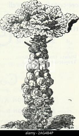 . Mid-catalogo estivo 1902 : le piante per la semina estiva, sementi per la semina estiva, prato e giardino requisiti, di insetti e di fungo cacciatorpediniere. ftAtl. Ufficioso Savoy. Di più fini di fl.cvor e qualità rispetto ad altri Cab-bages; cresciute in caduta e il permesso di essere toccato dal gelo.it è uno dei più deliziosi di tutte le verdure. Varie piante vegetali. Da esprimere solo. A SPESE DEGLI ACQUIRENTI. Il sedano rapa piante.-7";7///&GT; radicata sedano.Grande Praga liscio. Prezzo, $1.00 per 1000, soc. per 100 Kohl-Rabho piante. Bianco precoce di Vienna. Prezzo, $-100 per 1000, 50c. per IC i cavoli di Bruxelles di piante. Dwarf migliorata Foto Stock