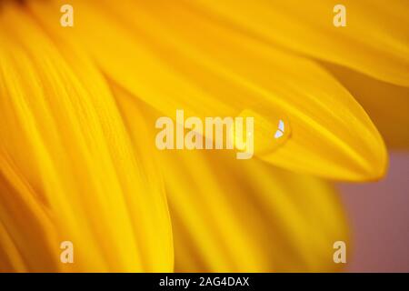 Messa a fuoco selettiva di un singolo punto di rugiada su un luminoso petalo giallo di un fiore Foto Stock