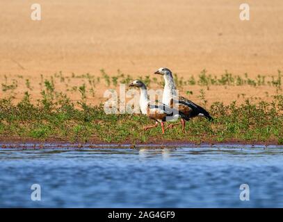 Una coppia di oche Orinoco (Neochen jubata) camminare sulla sabbia bar lungo il Rio Javaes nel bacino amazzonico. Tocantins Brasile. Foto Stock