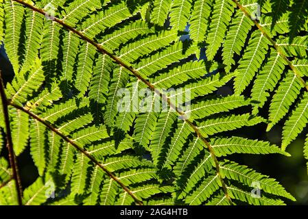 Primo piano di un verde stagno pino nel mezzo di una foresta in una giornata di sole Foto Stock