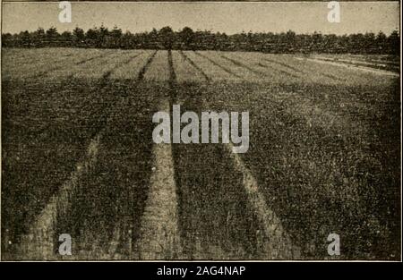 . Principi elementari dell'agricoltura; un libro di testo per le scuole comuni. Fig. 197. Le righe di testa del grano che mostra differencesthat può essere notato quando il seme da diversi stoolsare piantato in file adiacenti. Kansas Agricultural College. Grani coltivati 309 pollici o superiore a 8 a 10 pollici non è spesso desiderabile.I vantaggi che seguono la rottura precoce sono dovuti alla in-indebolite quantità di umidità memorizzato e il encouragementgiven alla formazione di nitrati nel suolo. (H 128). 445. Inizio e fine operazioni di aratura. Molti experimentshave stati fatti che mostrano quanto sia grande il guadagno è quando. Fig. 198. Incre Foto Stock