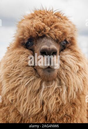 Ritratto di un alpaca in Ecuador. Foto Stock