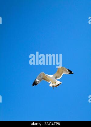 Immagine verticale di un gabbiano che vola in chiaro cielo blu Foto Stock