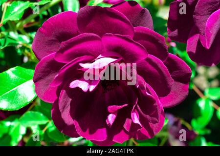 Primo piano di una rosa porpora di Floribunda al centro di un giardino verde Foto Stock