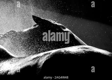 Immagine in scala di grigi di uno Stallion che si gode la fresca spruzzata di acqua Foto Stock