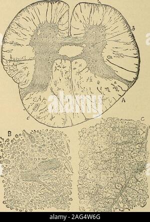 . Un manuale di malattie del sistema nervoso. cambiato adiacente a qualsiasi increasein tessuto interstiziale, e sono in contrasto con la healthyfibers non colorate nelle vicinanze (Fig. 101, c). Con o senza questo cambiamento trovanella mielina, non vi è un rigonfiamento irregolare dell'asse-cilindri ad esempio asis visto su esame allo stato fresco. Se le fibre sono divisi * Il significato di questo vacuolazioni è stato molto discusso. È probablethat vacuoli forma dopo la morte, forse durante il processo di indurimento, butthat essi non fanno a meno che le cellule sono state alterate dalla malattia. Essi havethus Foto Stock