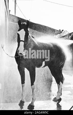 Immagine verticale in scala di grigi di uno Stallion che si gode il fresco spruzzo di acqua Foto Stock