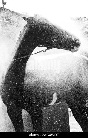 Immagine verticale in scala di grigi di un cavallo di Stallion godendo il fresco spruzzi d'acqua Foto Stock