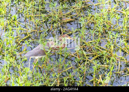 I capretti tricolore Heron foraggio Foto Stock