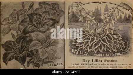 . Childs' catalogo di caduta di lampadine che bloom : le piante arbustive, frutta ecc.. Dicentra Speetabilis il glorioso vecchio cuore di sanguinamento. Squisita per l'inverno-blooming in vasi. Anche le favorite primavera bloomer peril giardino, essendo perfettamente hardy. Provatelo per pentole e treatsame come raccomandato per i giacinti e altri floweringbulbs. Il giardino non può essere completa senza di esso. 25c ciascuna;3 per 60c. 28 JOHN LEWIS CHILDS, INC., FLORAL park, N. Y. Foto Stock