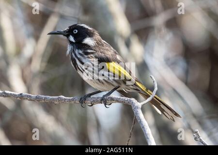 New Holland Honeyeater appoggiata nella struttura ad albero Foto Stock