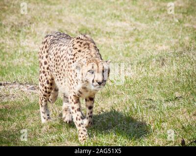 Zoey, una femmina adulta di ghepardo a Toronto Zoo in Scarborough, Toronto, Ontario, Canada. Foto Stock