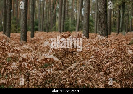 Fuoco selettivo colpo di rami di felce di struzzo secco che crescono dentro una foresta con alberi alti Foto Stock