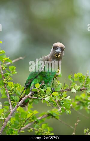 Un pappagallo Brown-Headed - Poicephalus cryptoxanthus - Feste a bacca bianca bacche di Bush - Flueggea virosa - vicino a Skukuza camp, Parco Nazionale Kruger Foto Stock