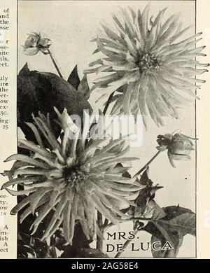 . Rawson giardino del manuale / W.W. Rawson & Co.. -Rosa varietà. Itscolor è così delicato e gradevole che esso deve essere visibili per essere ajipreciated. Signor"5 Marmillnn nuovo, 1907. Bianco nel cen-lYirS. IViacmUian. ^^^^ gradualmente approfondimento di un bel rosa intenso a suggerimenti; dimensione gigantesca;Piante robuste, fiore stelo lungo e forte; agrand, affidabile e.xhibition varietà. 50 cts.Nelson Nuova, 1906. Una pausa tra i cactus ! Dalie ; i fiori sono grandi e molto liberamente prodotte su lunghi steli ; il petalsare lungo, molto stretta e curl nella maggior parte elegantmanner; color cremisi ricca, di ombreggiatura a brightrose. $1. Oliver Twist. Il Foto Stock