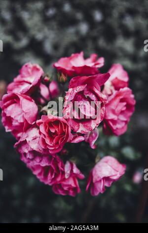 Primo piano verticale di alcune belle rose rosa con un sfondo scuro Foto Stock