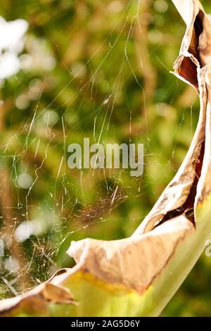 Primo piano verticale di un ragnatela su un grande foglia morta in un giardino Foto Stock