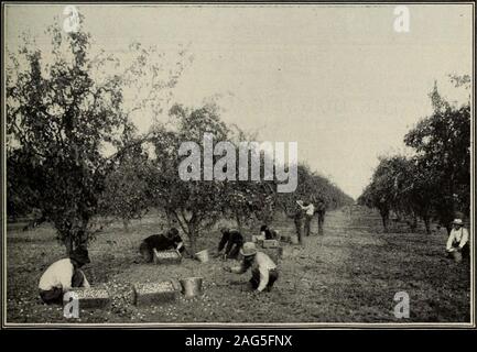 . Recensione di recensioni e mondo del lavoro. Nel caseificio di camera di separazione. FTBL-S^C . Ml* -n. |HP • - ^ffiju%x e che stimola la vita vegetale per la massima ;è nel bel mezzo di una comunità prospera,provvisto di ferrovia e trasporto fluviale, dell'Occidente. Un cluster di argento prugne. Vicino ai mercati locali e su quella di RIM di thecontinent che fronteggia la popolosa Orient, conla porte con apertura al traffico. Tutti i conditionspoint per un periodo di tempo quando Netherlandswill californiano essere i più ricchi e più produttivi sezione. La raccolta delle prugne in San Joaquin Valley, California. Foto Stock