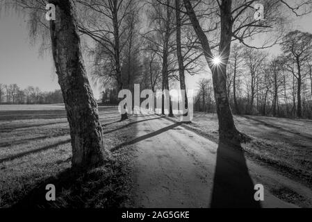 Immagine in scala di grigi di una strada circondata da alberi e. il sole splende sullo sfondo Foto Stock