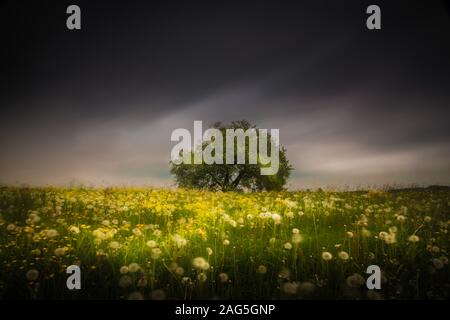 Bel grande albero su un campo coperto di erba e. dandelions sotto il cielo nuvoloso Foto Stock