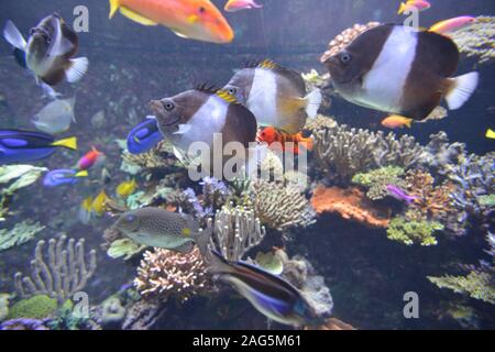 Pesci di acquario marino Foto Stock