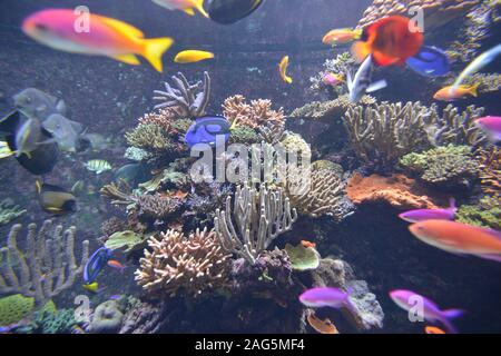 Pesci di acquario marino Foto Stock