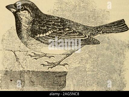 . Principi elementari dell'agricoltura; un libro di testo per le scuole comuni. Adulto Nestlmgs Fig, 116. Diagramma che mostra le proporzioni di alimenti di inglese e sparrowyoung adiUt. 182 principi elementari dell'Agricoltura una volta uno si sente tentato di uccidere uccelli, egli non dovrebbe onlythink del bene che fanno da distruggere insetti andweed semi, ma possibilmente non lontano, vi è un gruppo oftender nidiacei in attesa per la mamma o il papà uccello a comehome con un boccone di cibo, per controllare i morsi della fame.Quando le donne decorano le loro cappelli con egrette, theyencourage egoista persone di uccidere uccelli innocui. Esso isagainst Foto Stock