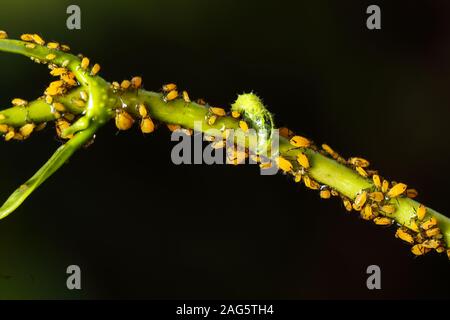 Mosca di hover Syrphidae,larva che alimenta su afidi Aphis nerii. Foto Stock