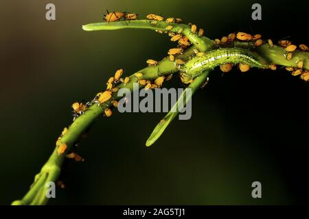 Mosca di hover Syrphidae,larva che alimenta su afidi di alga di latte Aphis nerii. Foto Stock