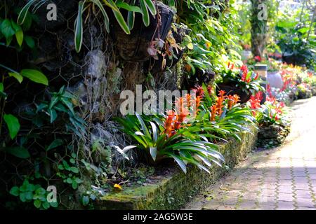 Bromeliad coltura di piante tropicali in giardino botanico Foto Stock